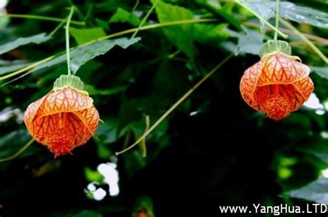 燈籠花種植|【燈籠花種植】打造夢幻燈籠花園：種植、繁殖與家養指南 – 舒嵩。